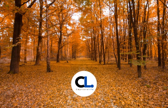 Fall Captions and Quotes for Instagram