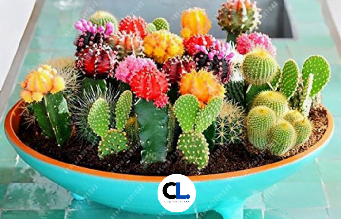 Cactus Captions