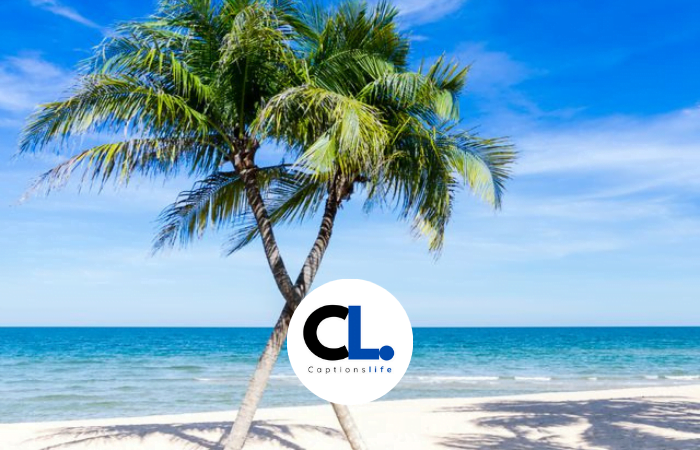 Palm Tree Captions