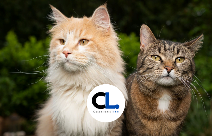 cat captions
