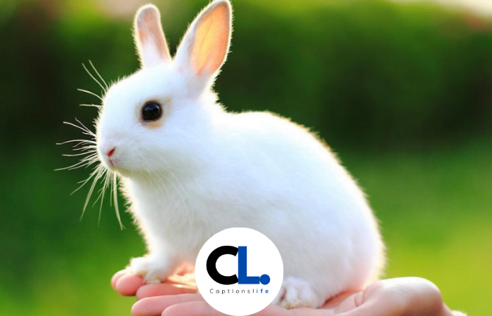 Bunny caption