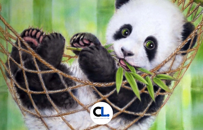 Panda Captions