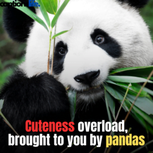 Panda Captions