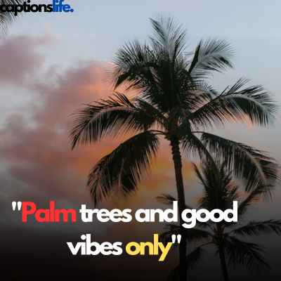 Palm Tree Captions