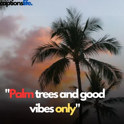 Palm Tree Captions