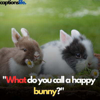Bunny caption