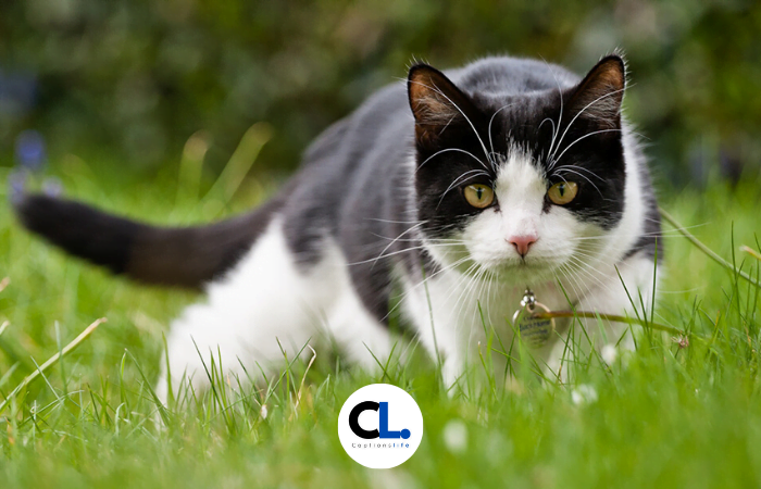 Cat Captions