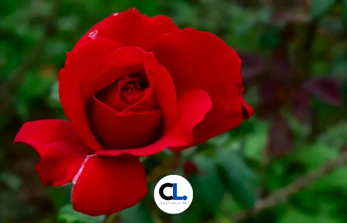 Beautiful Rose Captions