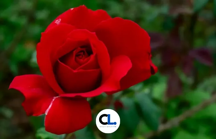 Beautiful Rose Captions