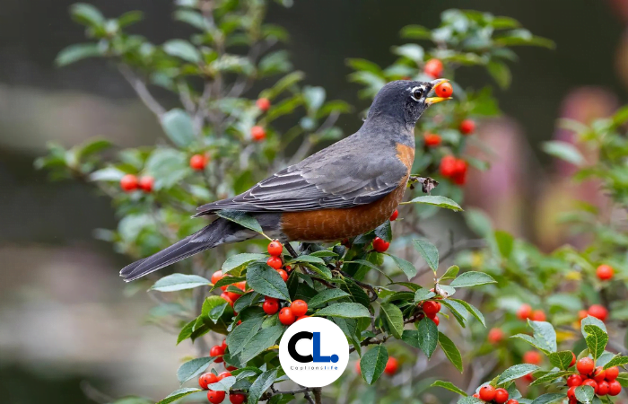 Birds Captions