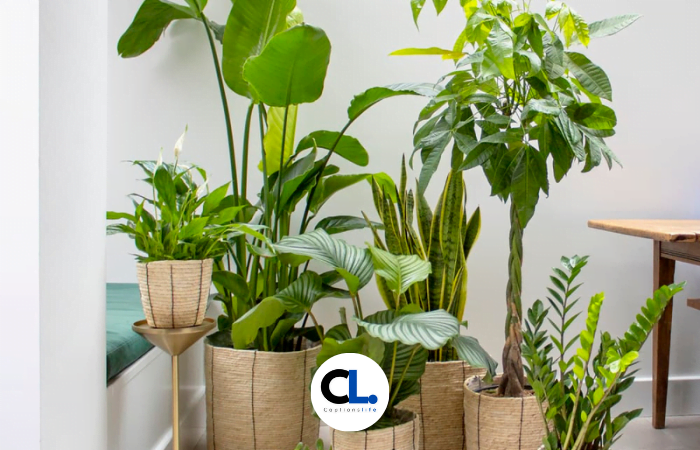 Plant Captions