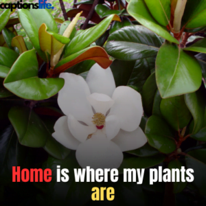 Plant Captions