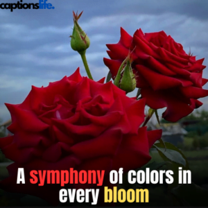 Beautiful Rose Captions