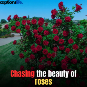 Beautiful Rose Captions